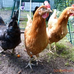 The Chicken Run – Mean Girl and the Henpecked Hen