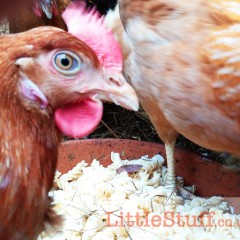 The Chicken Run – Thinking About Feeding Time.