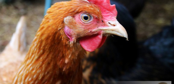 Buying cheap chicken food – The Chicken Run
