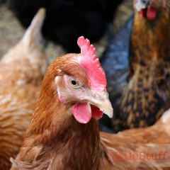 What my chickens gave me for Christmas – The Chicken Run