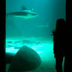 London Aquarium – it’s rather brain-breaking | #MerlinAnnualPass
