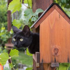 Pest Deterrents for Your Home