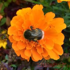 Come on, pledge to help the bees #PlantAPot