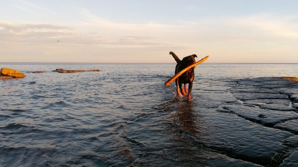 Blue the Rottweiler at Kimmeridge Bay