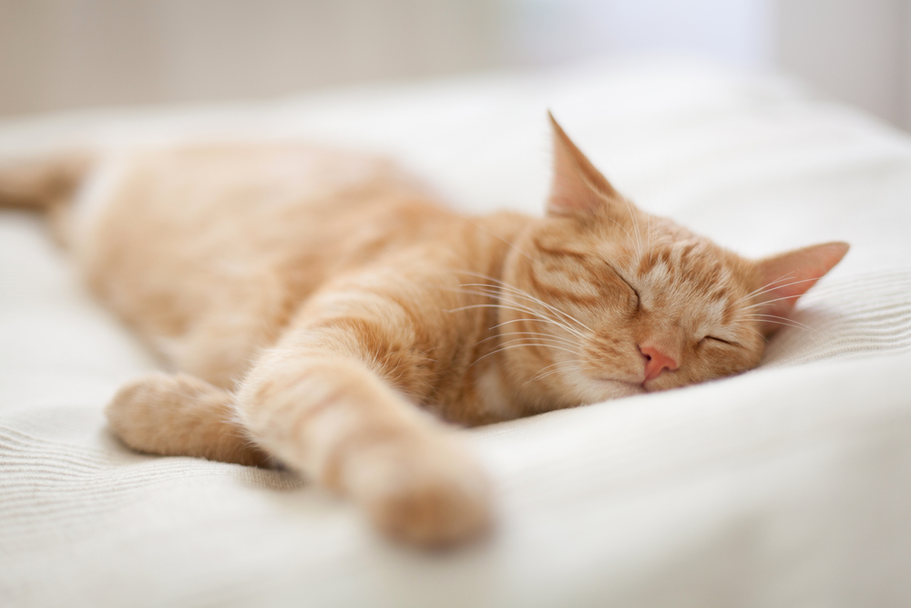 ginger tom cat sleeping happily