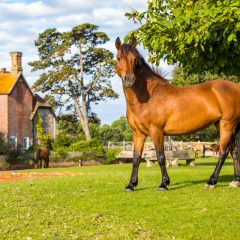 The best days out in the New Forest