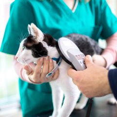 How technology has revolutionised the pet care industry