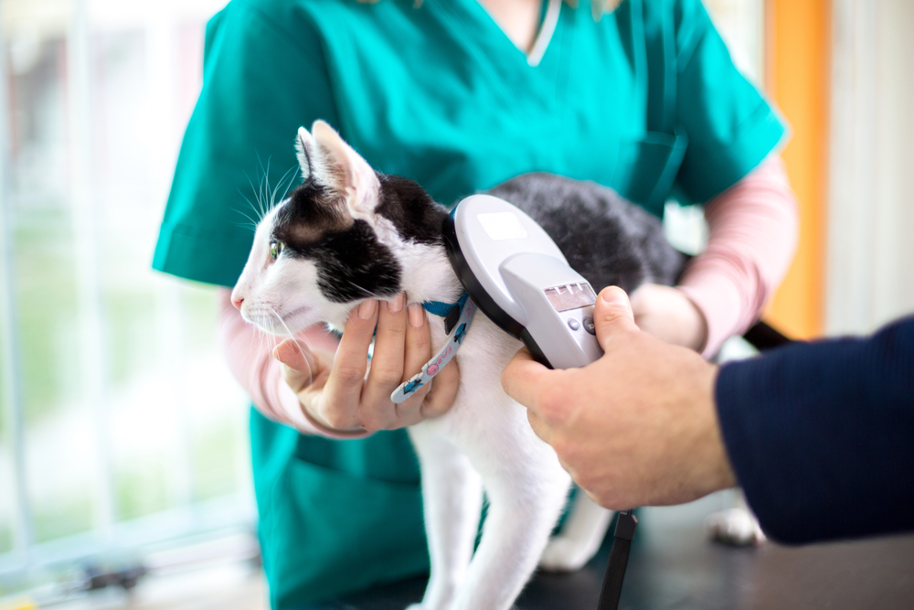 pet cat microchip being checked by a vert