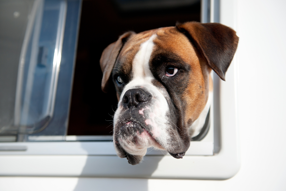 dog friendly caravanning with Campbell Caravans