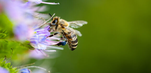 The Importance Of Bees: Why You Should Never Kill A Bee
