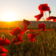 Marking Remembrance Day with Your Family