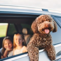 A guide to introducing a new pet to your family