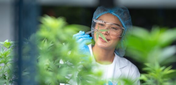 Is medical cannabis worth considering for everyday health concerns?