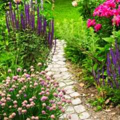 From Seed to Stunning: How to Grow Bedding Plants at Home