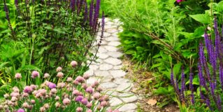 From Seed to Stunning: How to Grow Bedding Plants at Home