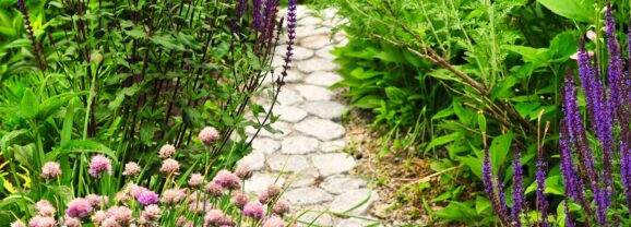 From Seed to Stunning: How to Grow Bedding Plants at Home