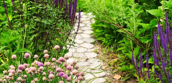 From Seed to Stunning: How to Grow Bedding Plants at Home
