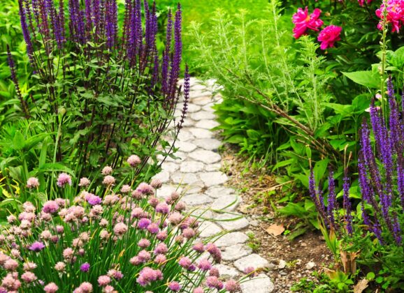 From Seed to Stunning: How to Grow Bedding Plants at Home